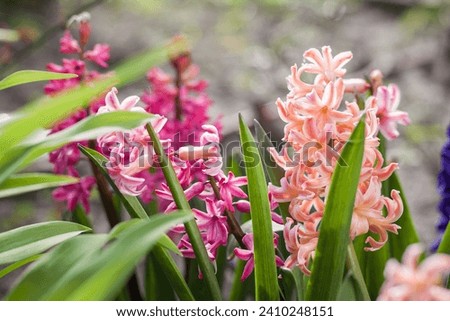 Hyacinth (hyacinthus). Spring flowers. Small depth of field