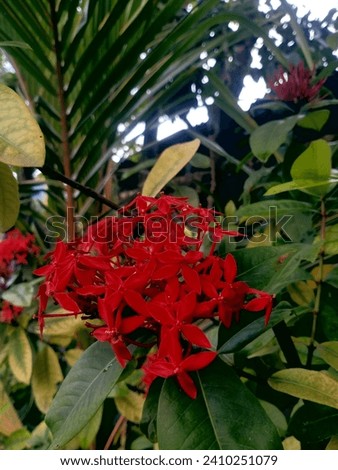 The blushing red flower is blooming - perhaps it is undergoing the process of photosynthesis