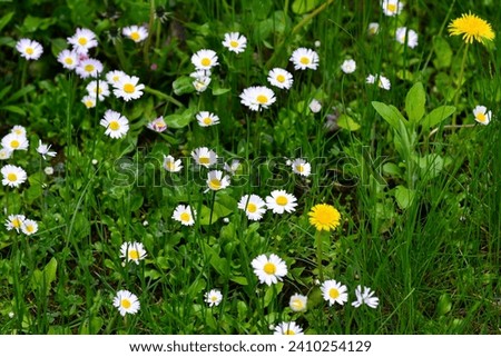 White small daisies in the green grass in the morning