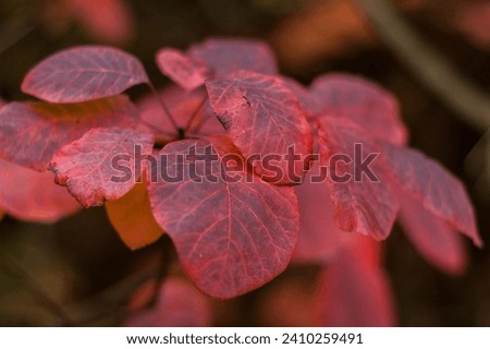 Crimson Elegance: Close-Up View of the Brilliant Red Leaves of Cotinus Grace. Royalty-Free Stock Photo #2410259491