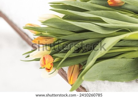 Bouquet of beautiful fresh tulips on a snowy wooden background close up. Spring flower symbol the wakening of spring. Copy space, product display