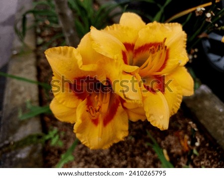 I took a picture of yellow Daylily flower (Hemerocallis).