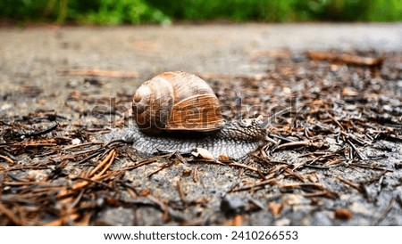 Snail with snail shell, on the ground with pine needles, close-up perspective, macro