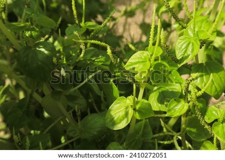 Peperomia pellucida or Shiny bush, pepper elder. Herbal plant picture with selective focus