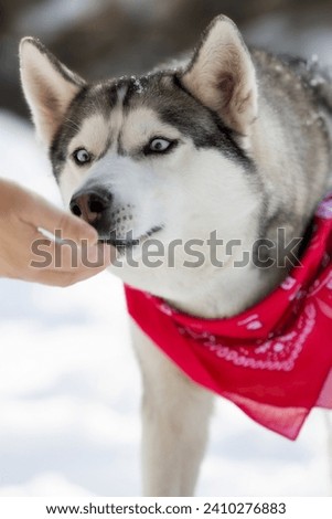 Cute blue eyed Siberian Husky takes treat from owner hand, rewarding pet, winter outdoors