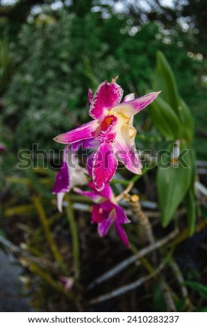 Violet wild orchid is not blooming prefectly Royalty-Free Stock Photo #2410283237
