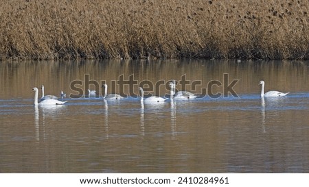 family of mute swans, with five youngs swans, in water near the shore of a small lake