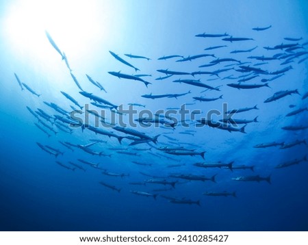 School of shiny Great Barracuda Fish in the sea, fishes swimming around warm water tropical coral reefs. Tropical corals reef life under deep blue Andaman Sea. Sea Life of Indo Pacific Ocean seabed. Royalty-Free Stock Photo #2410285427