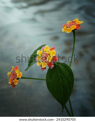 A image of flowering lantana camara