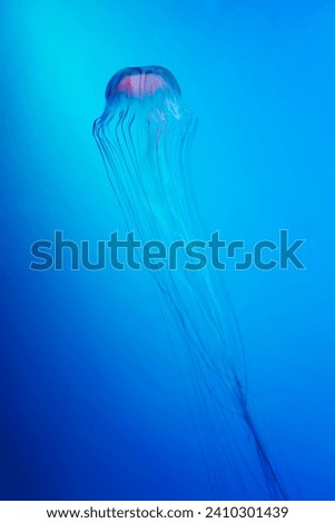 japanese sea nettle jellyfish blue