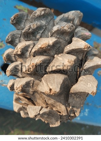 the best and gorgeous picture of the pine cone 