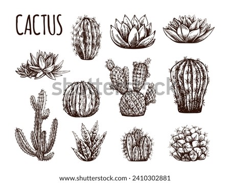 Vector hand drawn sketches of cacti and succulent plants. Vintage illustration of Mexican plants. Elements for the design of labels. Monochrome drawing. Royalty-Free Stock Photo #2410302881