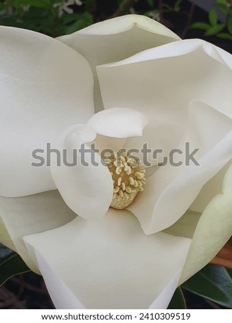 Close up of pure white, elegant and smooth petals of a magnolia bloom, with intricate pale lemon and cream centre stamen.