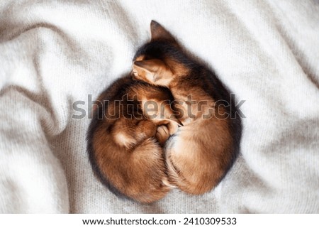 Two little red kittens sleeping on a warm knitted blanket. Concept of love, St. Valentines day, sweet dreams, good morning concept. Selective soft focus.