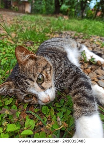 Indonesia has various types of cute and adorable native Indonesian cats, such as Congkok Cats, Batu Cats, and Red Cats.


