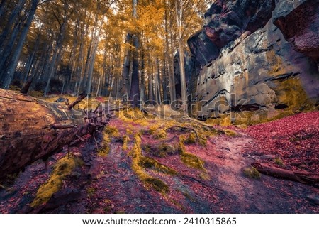 Majestic autumn scene of beech trees forest. Great morning view of popular tourist destination - Protyete Kaminya, Carpathian mountains, Ukraine, Europe. Beauty of nature concept background. Royalty-Free Stock Photo #2410315865