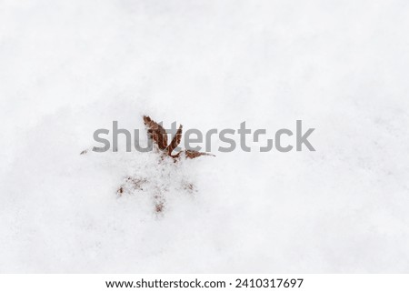 Dry maple leaves are buried in the thick snow.