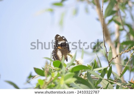
a butterfly perched on a green leaf against a background of bright blue daisies