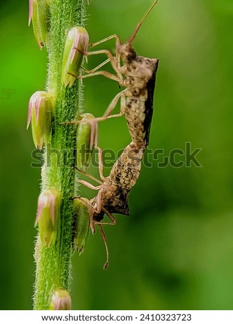stinging grasshopper. Heteroptera close up, Heteroptera on green twig