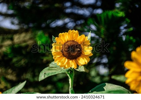 Sunflowers field landscape in group or isolated  selective focus with blue background
