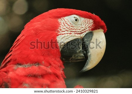 Red Parrot in the amazon rainforest, ara rouge Guyane française