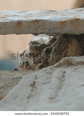 zoomed picture of a spider cave
