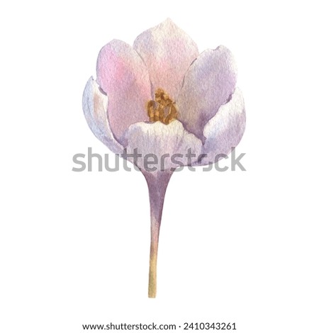 White and purple crocuses. Flowers painted in watercolor. A clip art of spring flowers on a white background. Design for printing postcards, invitations to weddings, birthdays, easter