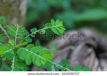 Background of green weed leaves.