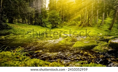 Forest River Sunlight Beautiful View Image 