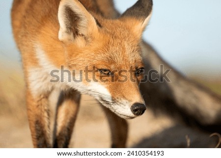 Young Red Fox Close Up in A National Park