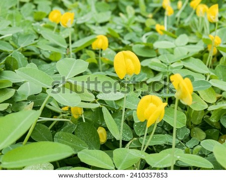 Close up of green three leaf clover covering (ground cover) above ground level. Beautiful, cute small flower and green leaves in the garden.  background, small yellow, green leaf of Arachis pintoi