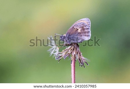 Lesser Jumping Nymph butterfly (Coenonympha pamphilus) on the plant
​ Royalty-Free Stock Photo #2410357985