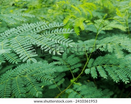 a bunch of green leaves, natural landscape plants.