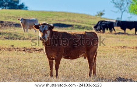 Young cow with both horns tipped in a pasture.  Other cows are in the background Royalty-Free Stock Photo #2410366123