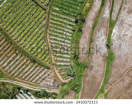 Aerial photo of ricefield view at a village