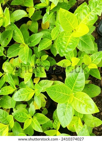 green leaves with yellow stripes, natural.