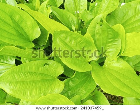 The wide green leaves are beautiful and attractive in daytime photos.