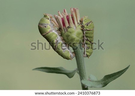 A number of great mormon butterfly caterpillars are feeding on wild plant flowers. This insect has the scientific name Papilio memnon. Royalty-Free Stock Photo #2410376873