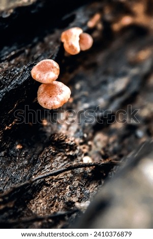 Reddish fungus grows on dead wood