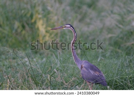 purple heron walking for food Grassland area