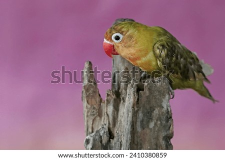 A lovebird is perched on a dry tree trunk. This bird which is used as a symbol of true love has the scientific name Agapornis fischeri.
