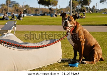 Cute dog is sitting on the grass in the park in Tel Aviv,Israel