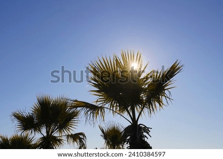 Palm trees in the rays of the sun. Coconut palm tree with blue s Royalty-Free Stock Photo #2410384597