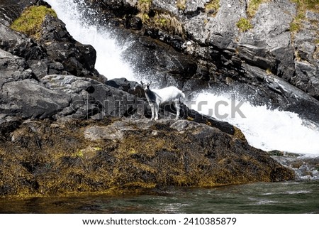 A goat feeding at the edge of a Norwegian fjord. This picture was taken on the shore of Sognefjord. At the bottom of a very steep cliff with a waterfall.