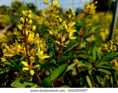 flower, garden, picture, beautiful, leaves, tree, weed, grass, leaf park nature, natural, plant, background 