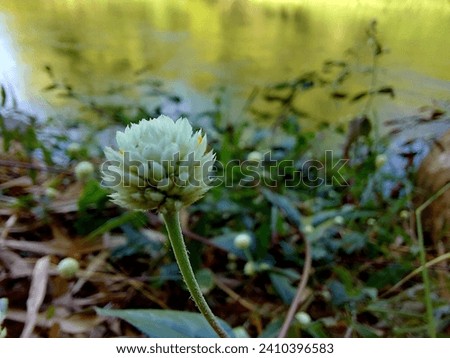 flower, garden, picture, beautiful, leaves, tree, weed, grass, leaf park nature, natural, plant, background 