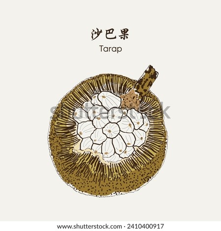 Tarap, Artocarpus odoratissimus, Timadang, marang, madang. Hand drawn fruit vector EPS 10	