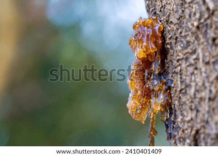 Drop of Resin on Tree - Tree Sap Liquid That Comes Out from Tree. Royalty-Free Stock Photo #2410401409