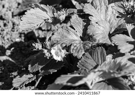 Photography on theme beautiful berry branch strawberry bush with natural leaves, photo consisting of berry branch strawberry bush outdoors in rural, floral berry branch strawberry bush in big garden