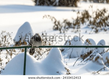 A pigeon sits on a fence in winter against a background of snow.